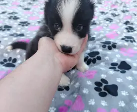 Dazzling Borders Alexander The Moonlight Dancer - Border Collie eladó kiskutya