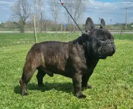 Hamilton - French Bulldog Puppy for sale