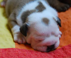 Rengőhegyi-ormán Desiree - Bulldog Puppy for sale