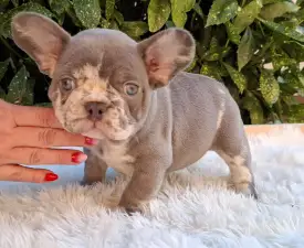 George  - French Bulldog Puppy for sale