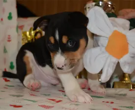 Boy 2 Trikolor Name-  Protective King  - Basenji eladó kiskutya