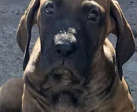 Jasmin - Fila Brasileiro Cucciolo in vendita