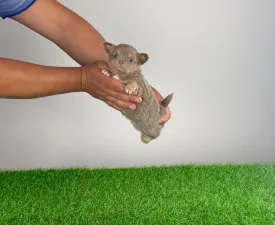 Hella - Chihuahua Puppy for sale