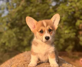 Cartier - Pembroke Welsh Corgi eladó kiskutya