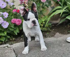 Victorias Grande Enzo - Terrier de Boston Chiot à vendre