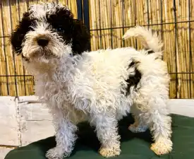 Ursa Gummi - Lagotto romagnolo Cucciolo in vendita