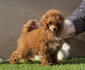 Prada Pupett - Caniche Toy Chiot à vendre