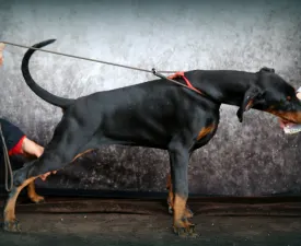 Piroska - Dobermann eladó kiskutya