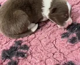 Fekete Nyakörv/ Barna Kan - Border Collie Cucciolo in vendita