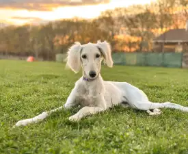 Nymph - Saluki Puppy for sale