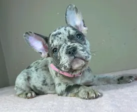 Megan - Francia bulldog eladó kiskutya