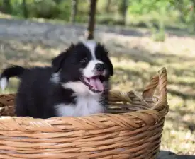 Dazzling Borders Artistic Mind  - Border Collie eladó kiskutya