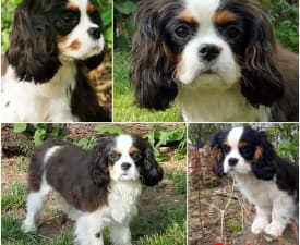 Xolani - Cavalier King Charles Spaniel Puppy for sale