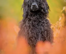 Patrícia - Portugiesischer Wasserhund Angebotener Welpe