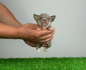 Quanto - Chihuahua Puppy for sale