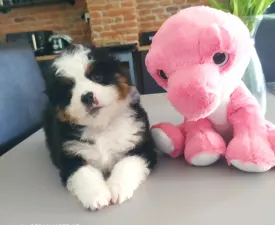 Armageddon - Miniature American Shepherd Puppy for sale