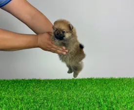 Justy - German Pomeranian Spitz Puppy for sale