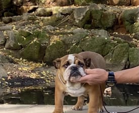 Maddie - Bulldog Puppy for sale