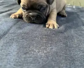 Hektor - Francuski buldog Štenci na prodaju