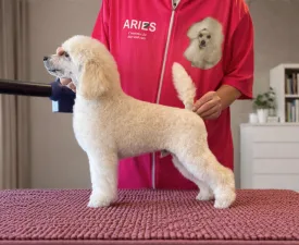 Green - Стандартный пудель Щенок на продажу