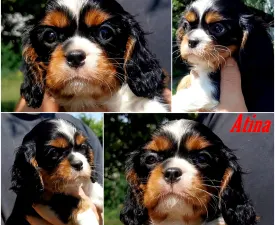 Atina - Cavalier King Charles Spaniel Puppy for sale