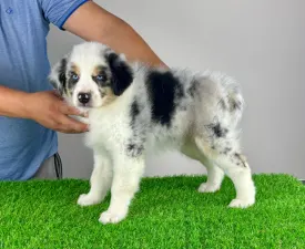 Talizman - Australian Shepherd Puppy for sale