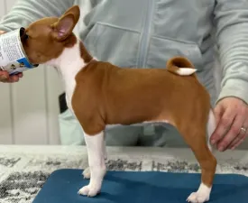 Girl Red And White,  Name Part Of The Game  - Basenji eladó kiskutya