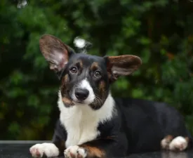 Kirumi Mendenhall - Cardigan welsh corgi eladó kiskutya