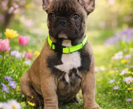 Egon - Bulldog francez Cățeluș de vânzare