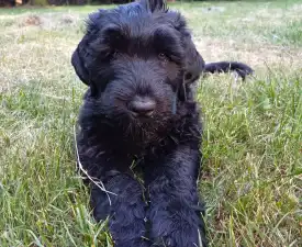 Bella - Orosz fekete terrier eladó kiskutya