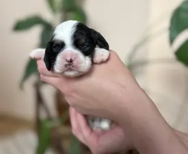 Tricolor - Cocker americano Cucciolo in vendita