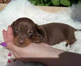 Helen  - Dackel Angebotener Welpe