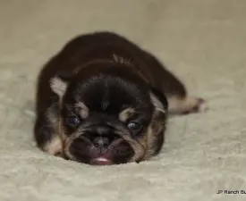 Zuzu - Francia bulldog eladó kiskutya