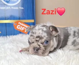 Zazi - Francia bulldog eladó kiskutya