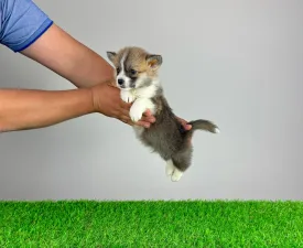 Pickles - Pembroke Welsh Corgi eladó kiskutya