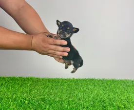 Luigi - Chihuahua Angebotener Welpe