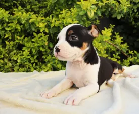 Goddess Aphrodite Of Silence Warrior - American Staffordshire Terrier Puppy for sale