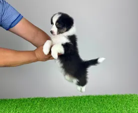 Ventor - Australian Shepherd Puppy for sale