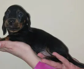 Félix - Dachshund Puppy for sale