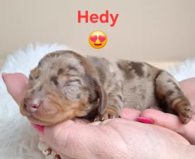 Hedy - Bassotto Cucciolo in vendita