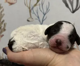 Egyszer Volt Hol Nem Volt - Chien d'eau espagnol Chiot à vendre