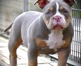 Lilly - l'American Bully - Pocket Chiot à vendre