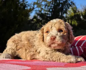 Figo - Cavapoo Cățeluș de vânzare