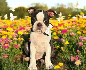 Yumba Nero Di Angelo - Boston Terrier Puppy for sale