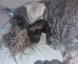 J Male2 - Törpe schnauzer eladó kiskutya