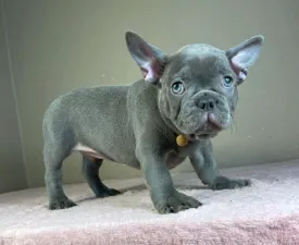 Timo - Francia bulldog eladó kiskutya