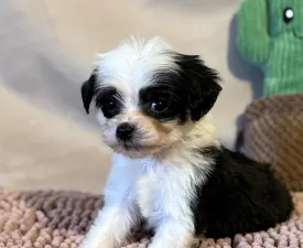 Powder Panda Boy - Cane nudo Cinese Cucciolo in vendita