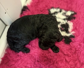 Black Girl - Óriás uszkár eladó kiskutya