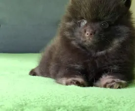 Bel - German Pomeranian Spitz Puppy for sale