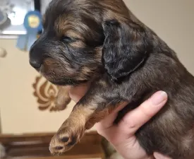 Brandy - Tacskó eladó kiskutya